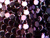 Plum Multi