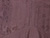 Black Plum