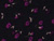Ditsy Floral