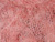 Guava