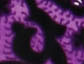 Purple Combo