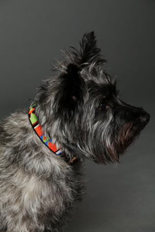Wewe Tembo Beaded Collar in Pet-Collars