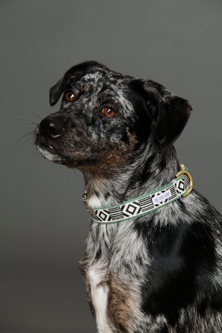 Out of My Box Collar