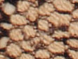 Rust/Chocolate