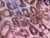 Purple Leopard