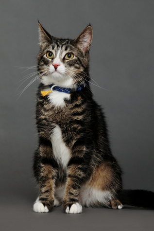 Feista Cat Collar