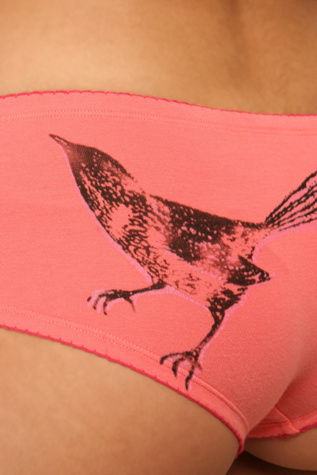 Coral Bird